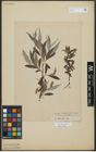 Foto von Salix alba L.